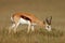 Springbok antelope