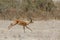Springbok antelope in Africa savannah running