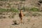 Springbok antelope in Africa savannah wild nature