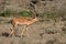 Springbok antelope in Africa savannah wild nature