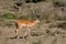 Springbok antelope in Africa savannah wild nature