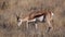 Springbok Antelope Antidorcas  in Etosha National Park, Namibia, Africa