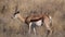 Springbok Antelope Antidorcas in Etosha National Park, Namibia, Africa