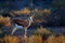 Springbok antelope, Antidorcas marsupialis, in the African dry habitat, Kgaladadi, Botswana. Mammal from Africa. Sunrise,