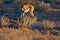Springbok antelope, Antidorcas marsupialis, in the African dry habitat, Kgaladadi, Botswana. Mammal from Africa. Sunrise,