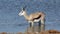 Springbok antelope drinking water