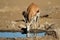 Springbok antelope drinking water - Kalahari