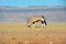 A springbok antelope grazes in the savanna against a blurred background of mountains in Etosha National Park, Africa. Arid climate
