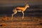 Springbok antelope jumping