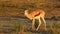 Springbok antelope in natural habitat