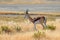 Springbok antelope in natural habitat