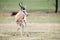 Springbok Antelope Pose