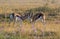Springbok Antelope Rams