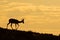 Springbok antelope silhouette