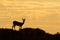 Springbok antelope silhouette