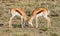 Springbok Antelope Sparring
