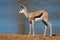 Springbok antelope at waterhole