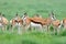 Springbok antelopes