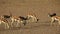 Springbok antelopes and blue wildebeest