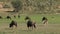 Springbok antelopes and blue wildebeest