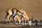 Springbok antelopes drinking