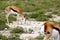 Springbok antelopes in Etosha Namibia Africa.