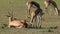 Springbok antelopes feeding and resting