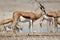 Springbok antelopes in natural habitat