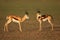 Springbok antelopes in natural habitat