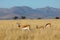 Springbok antelopes in natural habitat