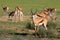 Springbok antelopes in natural habitat