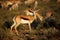 Springbok antelopes in natural habitat