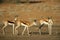 Springbok antelopes, South Africa