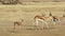 Springbok antelopes walking in line - Kalahari desert