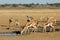 Springbok antelopes at a waterhole