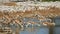 Springbok antelopes at a waterhole - Etosha National Park