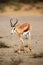 The springbok Antidorcas marsupialis adult male in the desert. Antelope on the sand