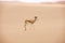 Springbok, antidorcas marsupialis, Adult walking on Sand, Namib Desert in Namibia