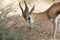 Springbok Antidorcas marsupialis browsing, Kgalagadi Transfrontier Park, Kalahari, South Africa