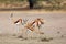The springbok Antidorcas marsupialis female with young in the desert. Mother nurses the young in the middle of the herd