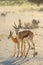 The springbok Antidorcas marsupialis an herd of antelope runs in the desert. A herd of antelope in the midday light desert