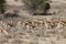 Springbok, Antidorcas marsupialis, Kalahari, South Africa