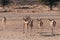 Springbok Antidorcas marsupialis in Kgalagadi