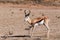 Springbok Antidorcas marsupialis in kgalagadi, South Africa