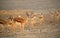 Springbok, Antidorcas marsupialis, medium antelope of dry areas of south and southwestern Africa. Large herd in row, comming to