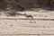 SPRINGBOK antidorcas marsupialis, NAMIB DESERT, NAMIBIA