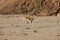 SPRINGBOK antidorcas marsupialis, NAMIB DESERT, NAMIBIA