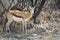 Springbok Antidorcas marsupialis Photographed in Etosha National Park, Namibia