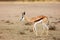 The springbok Antidorcas marsupialis , portrait of the young antelope