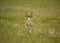 Springbok Antidorcas marsupialis ram near Parys, Free State, South Africa